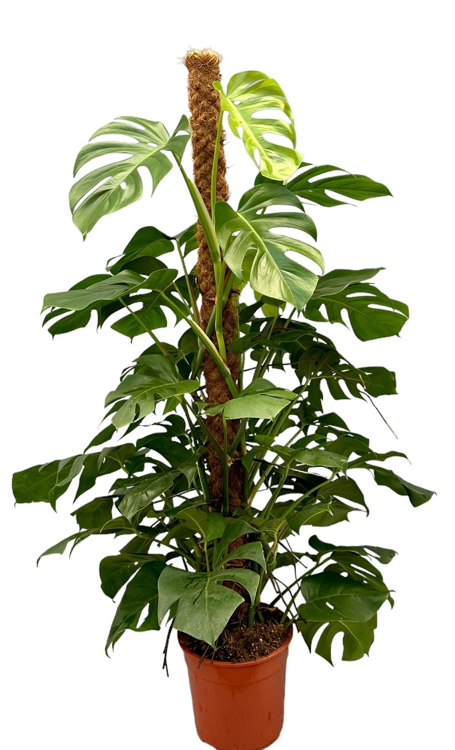 Picture of Monstera deliciosa Moss Stick 150 cm P27 150CM (LOOSE)