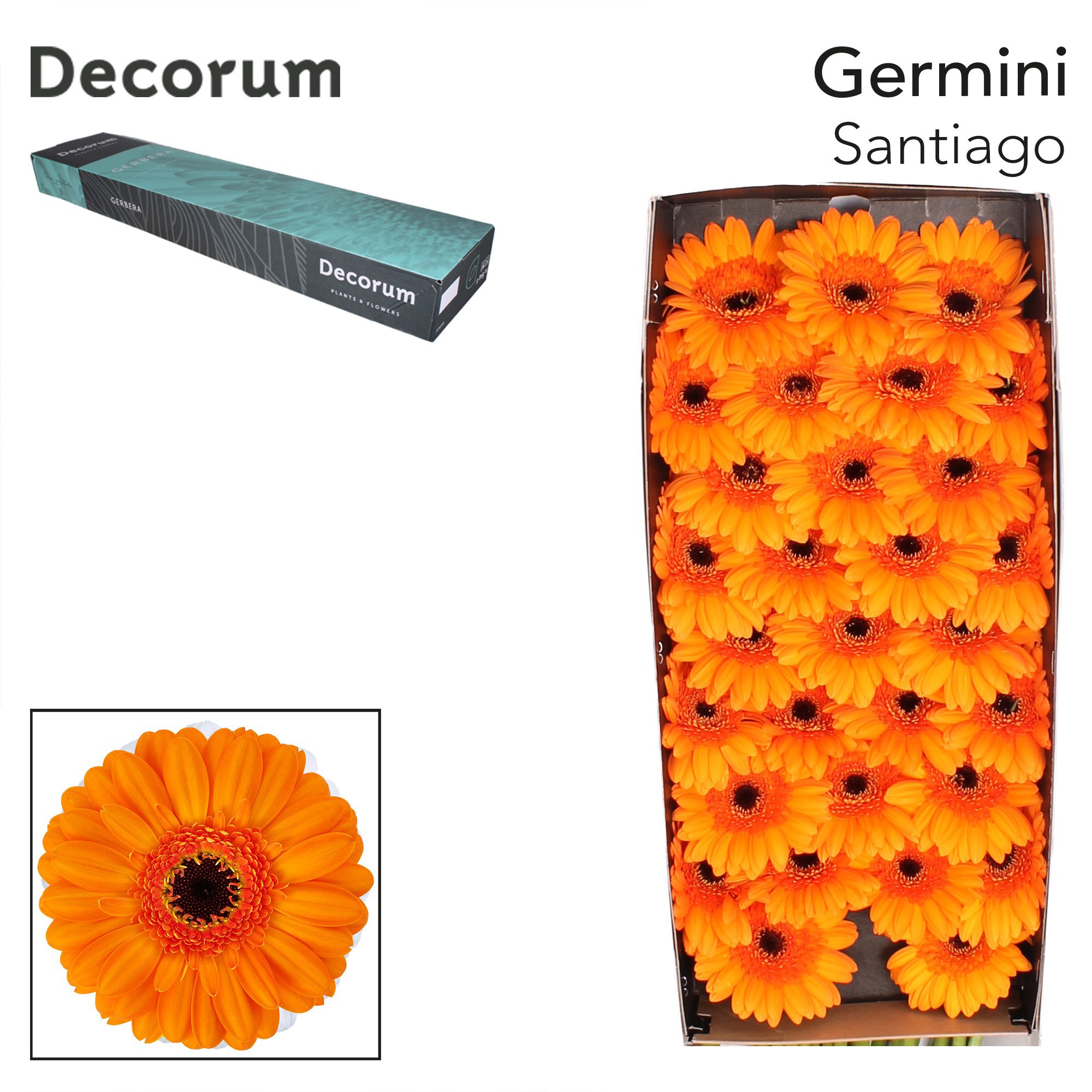 Germini Santiago Doos