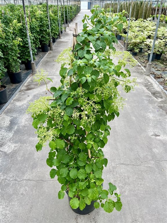 Picture of Hydrangea anomala petiolaris P36 (20 Ltr) (LOOSE)