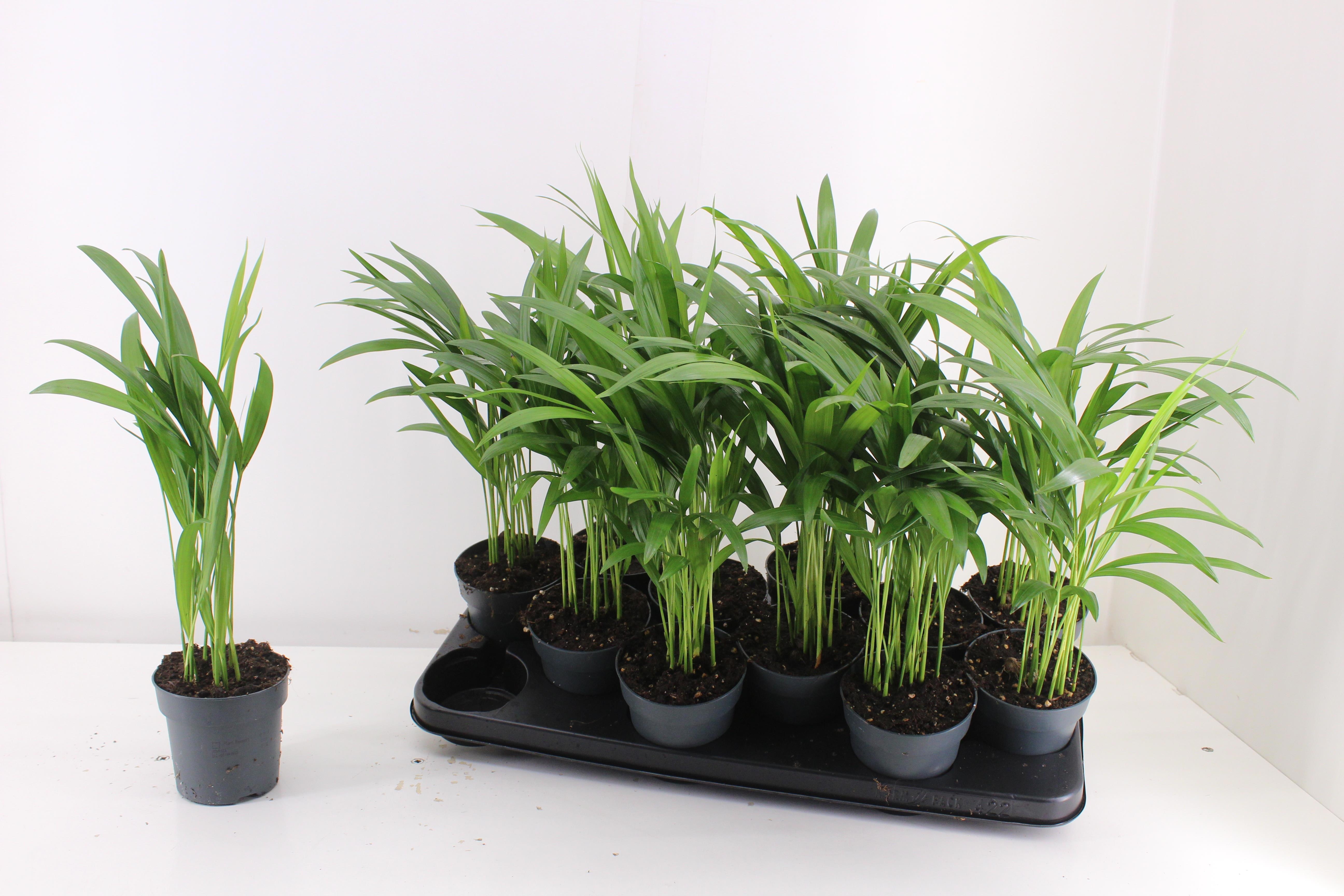 Dypsis Lutescens 510P 40H