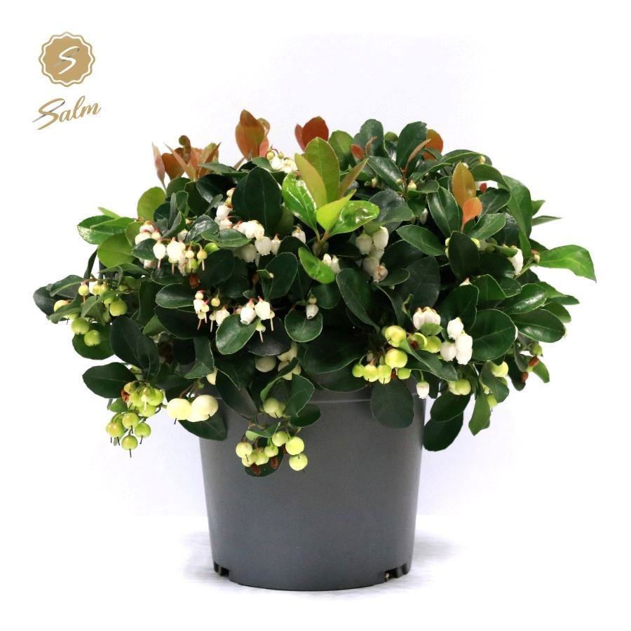 Gaultheria Pr. 'ciao Bella White'® P15