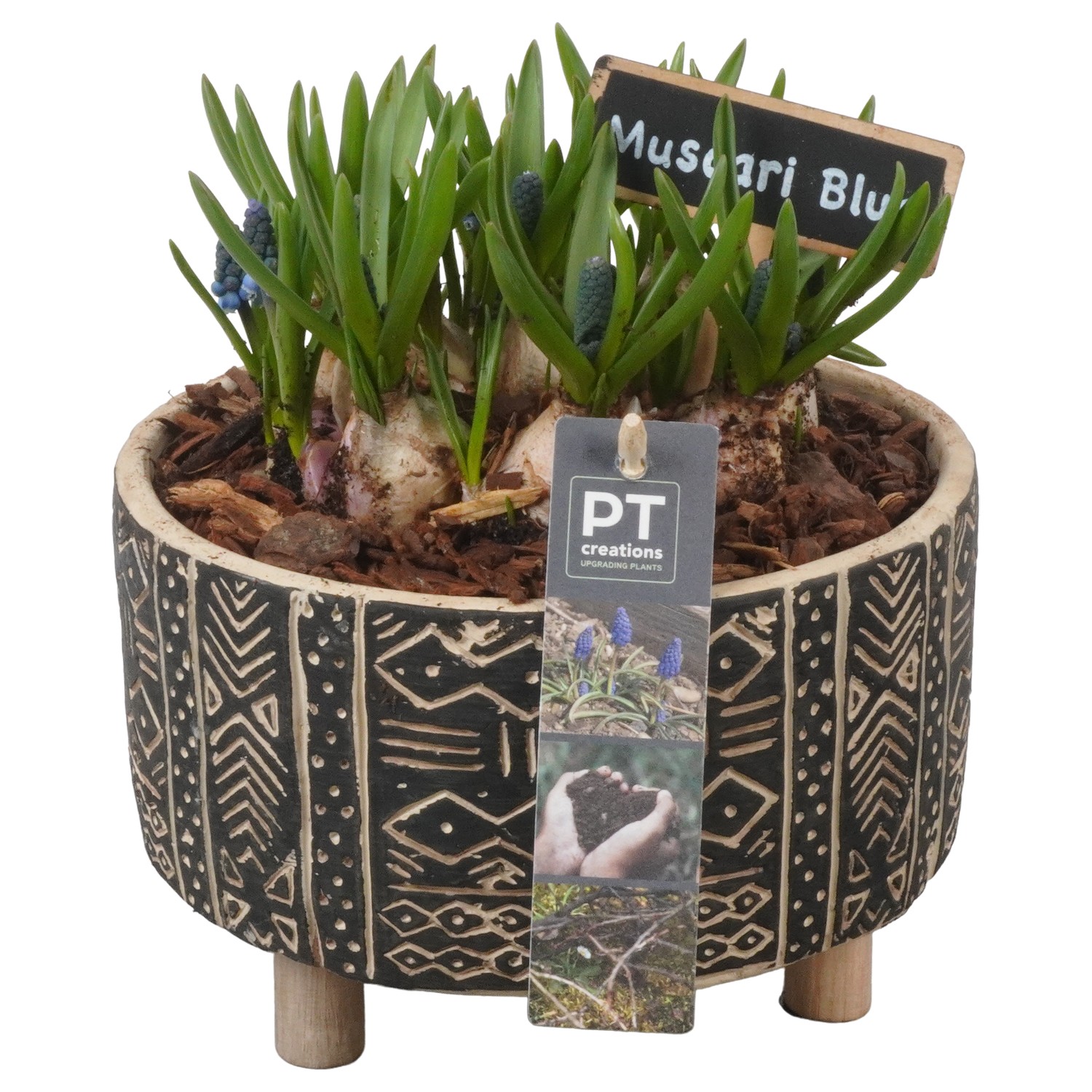 Picture of PTMB1078 Arrangement Muscari in concrete bowl P17 22CM