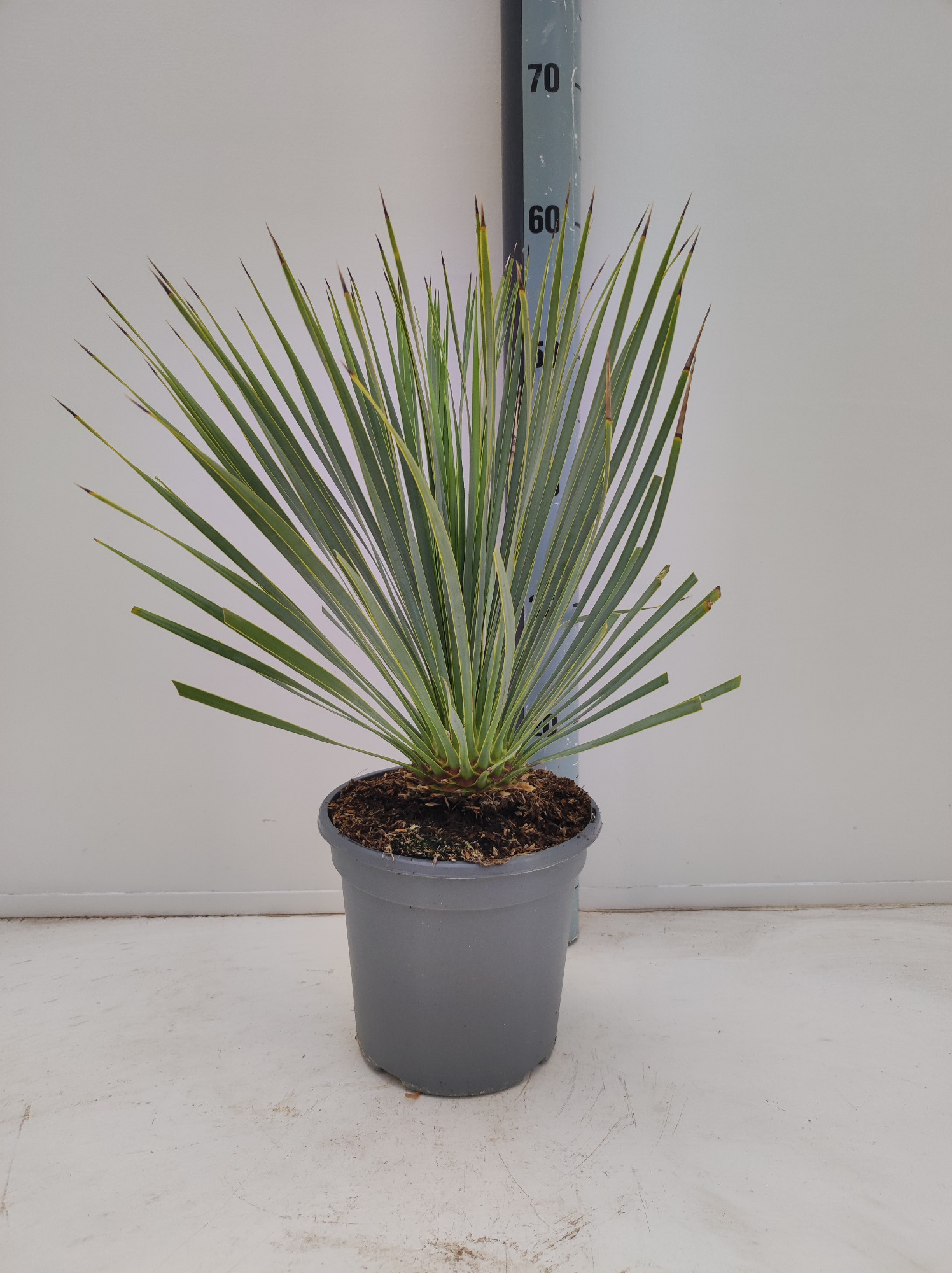 Picture of Yucca rostrata P19 (3 Ltr) (LOOSE)