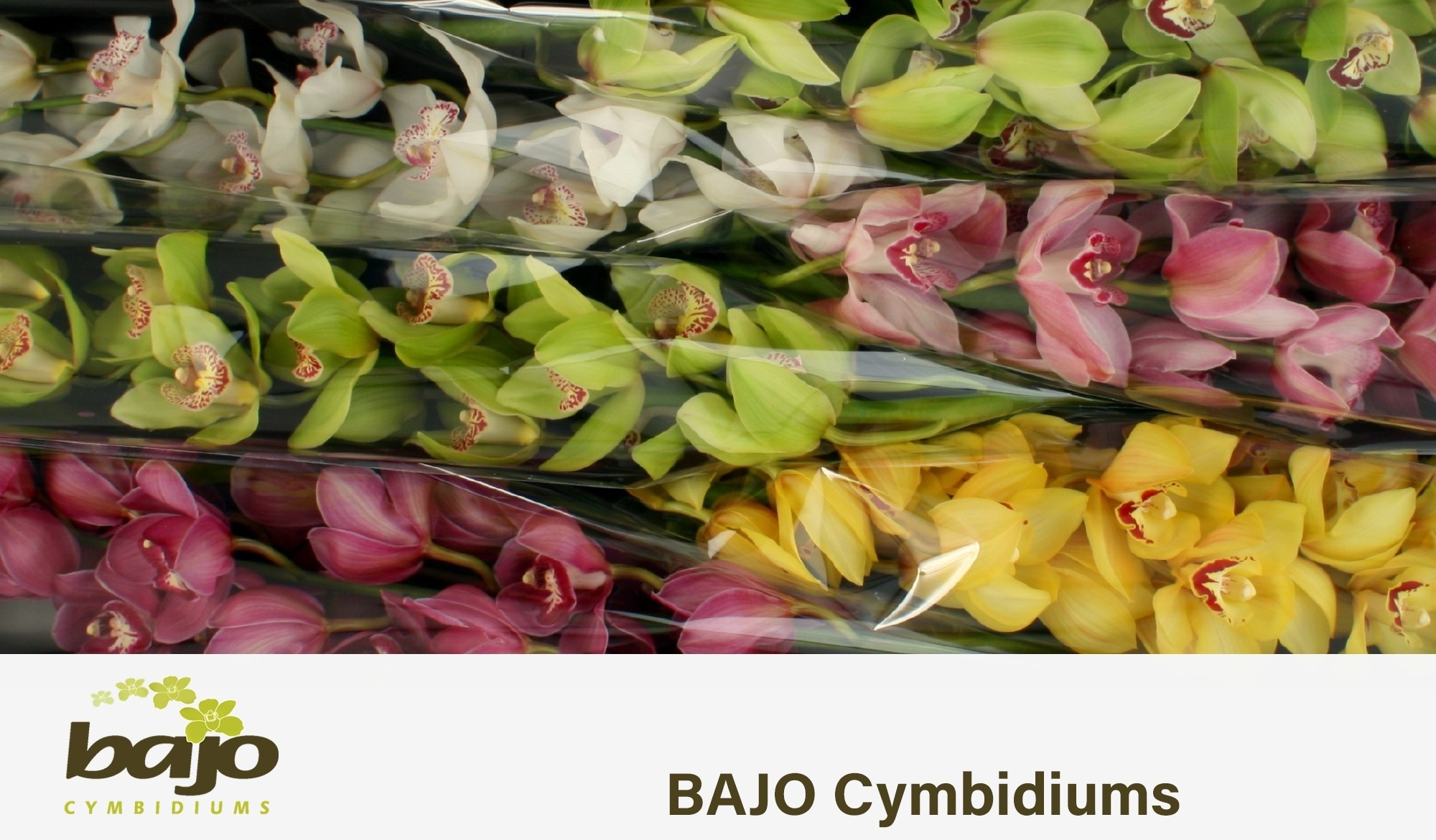 Cymbidium Asst 13bl