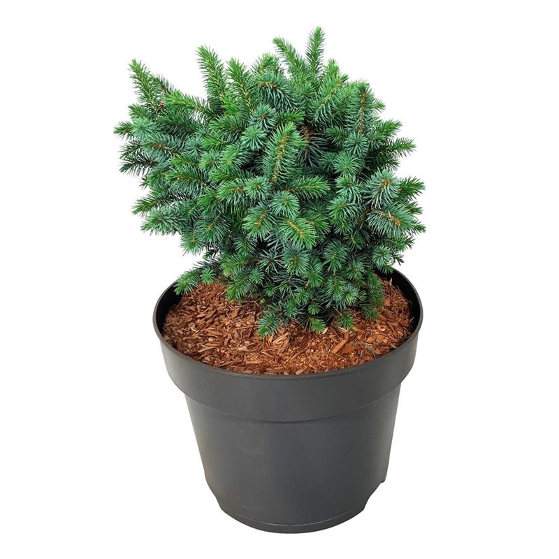 Picture of Picea sitchensis 'Midget'