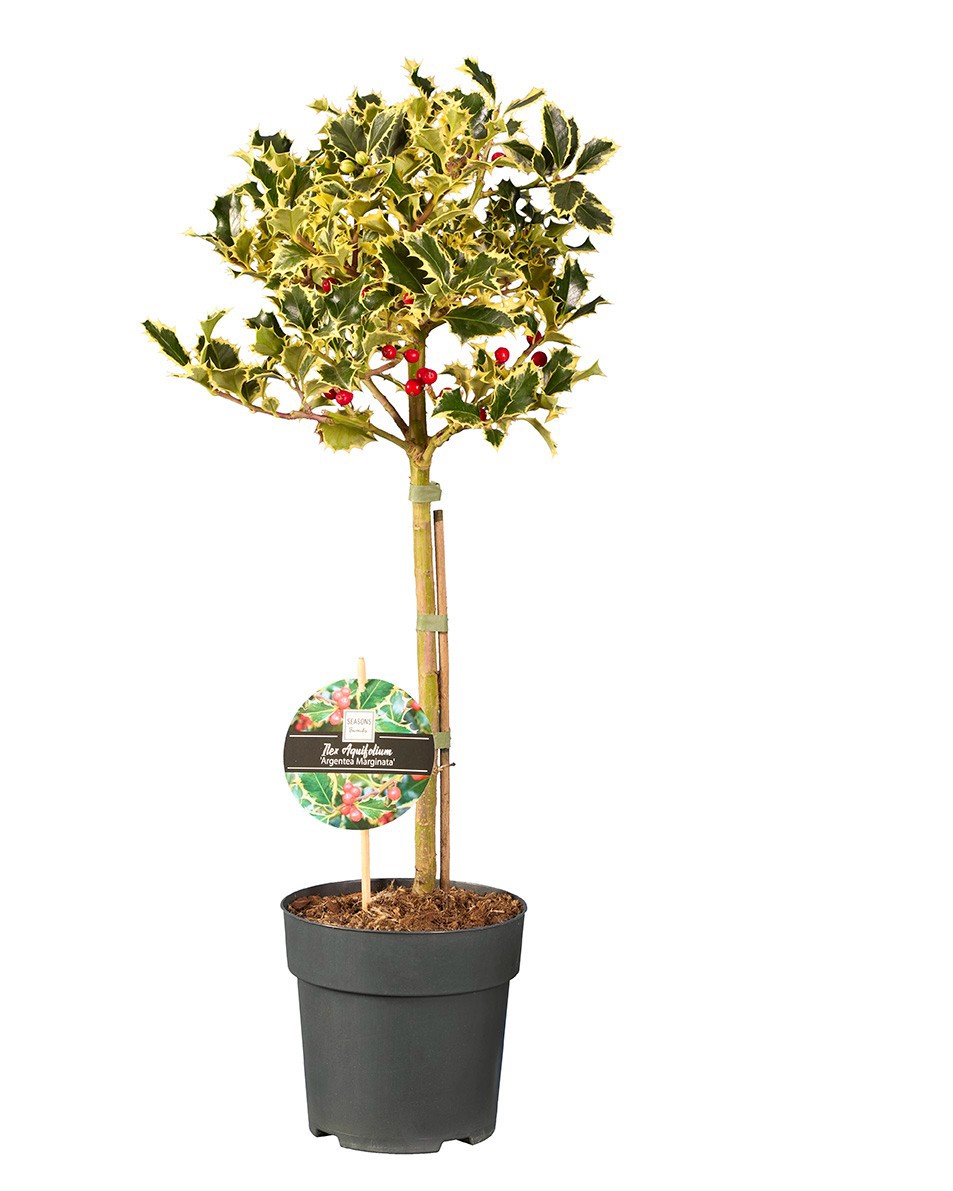 Ilex aq. 'Argentea Marginata'