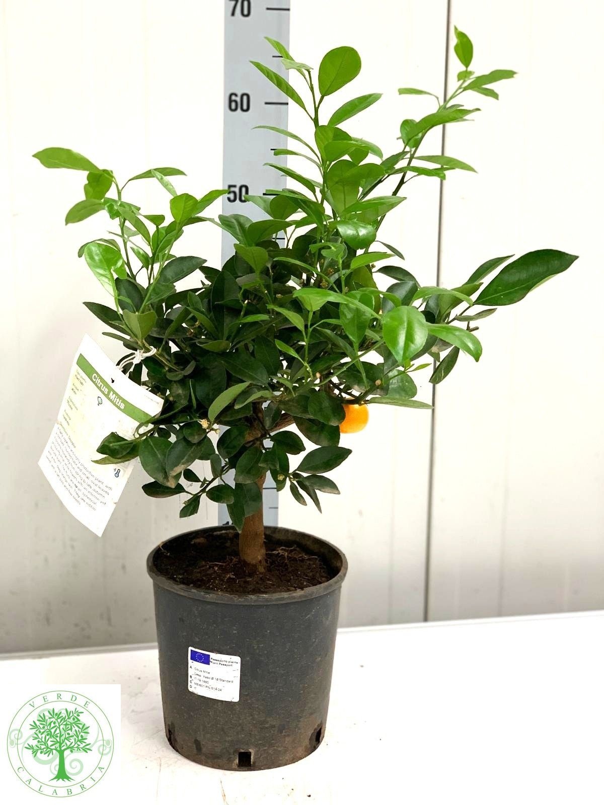 Citrofortunella Margarita 20Ø 60cm