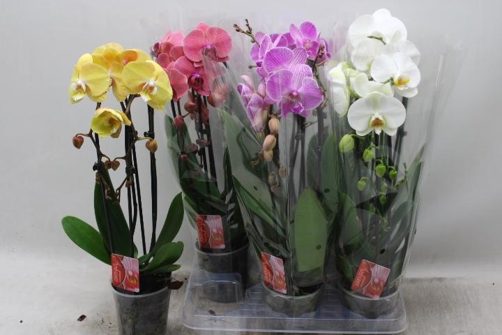 Phal El Cascade 12P 45H 2TAK 16bloem 23bloei