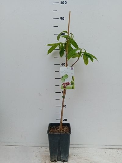 Asimina triloba