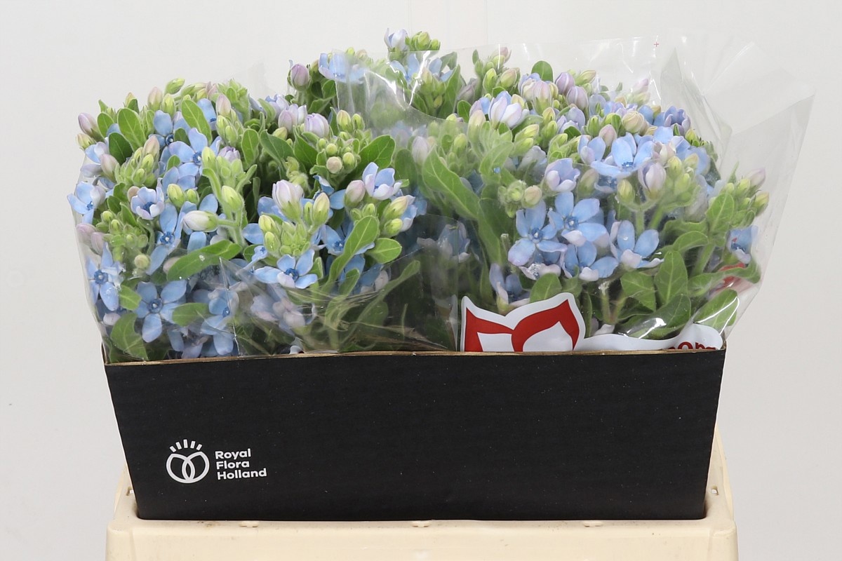 Oxypetalum Coeruleum 40cm