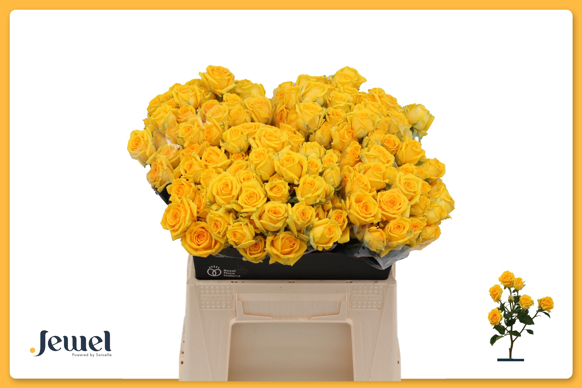 Rosa Spr Tarantella 40cm