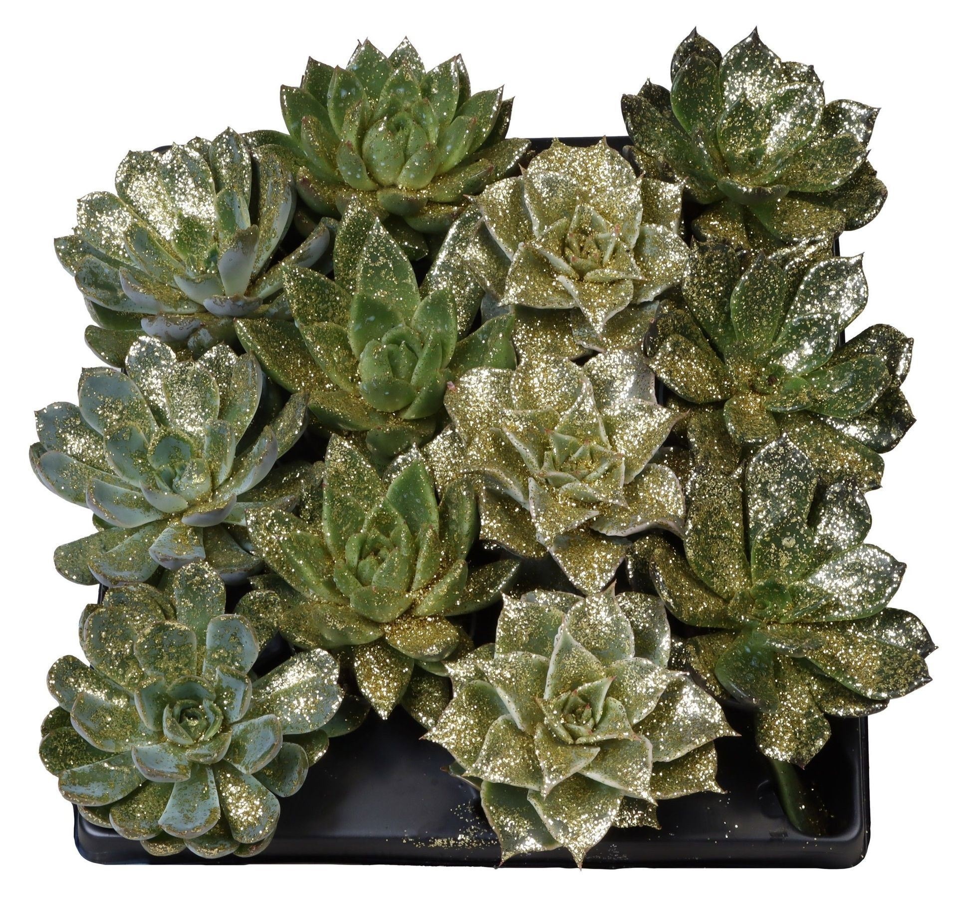 Echeveria Mix Gold Glitter