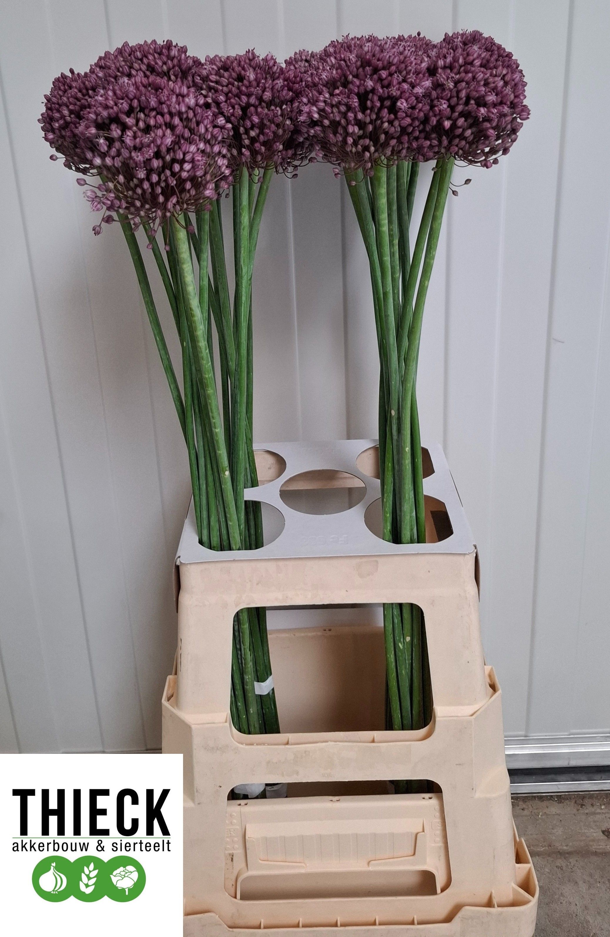 Allium Pink Lady 70cm