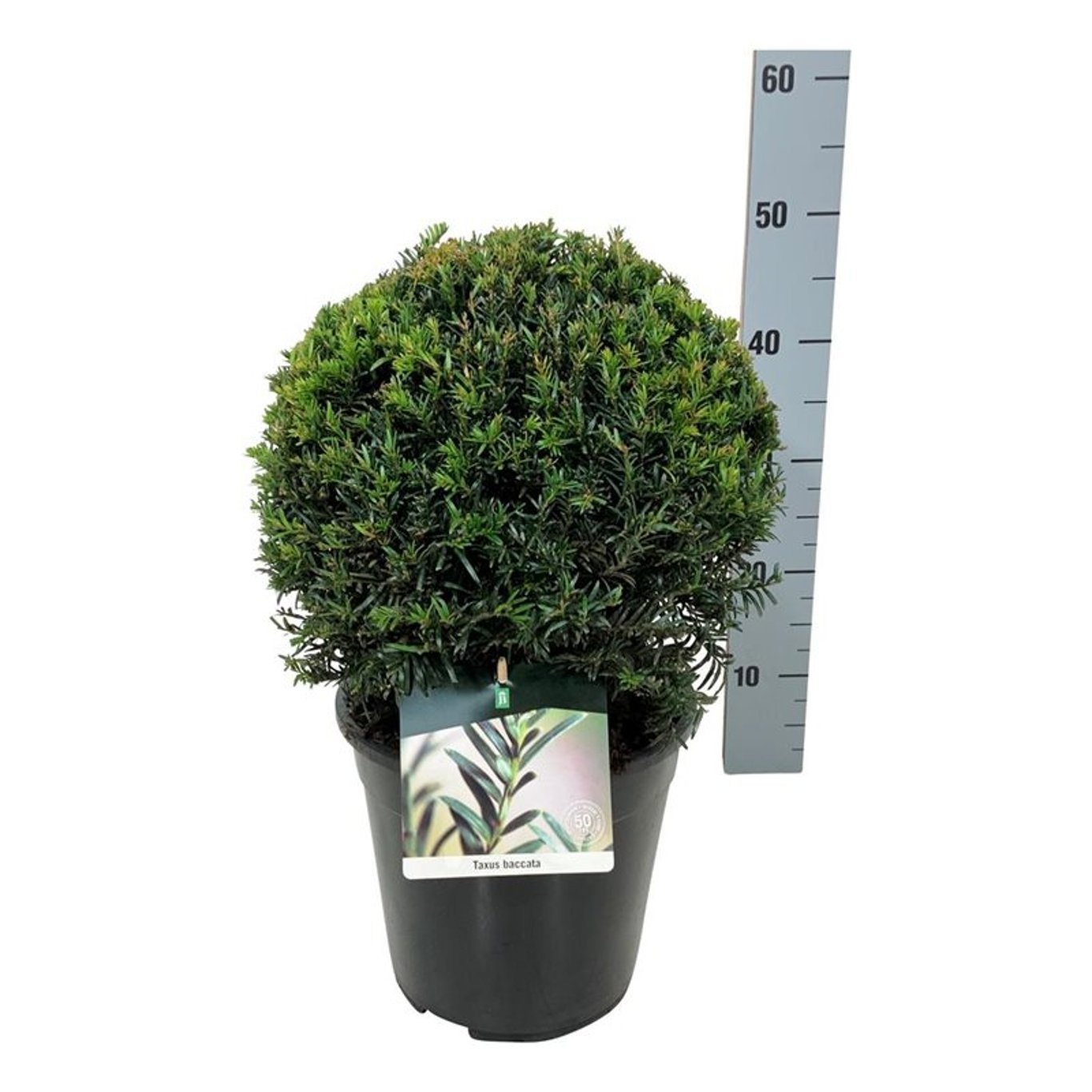 Taxus baccata