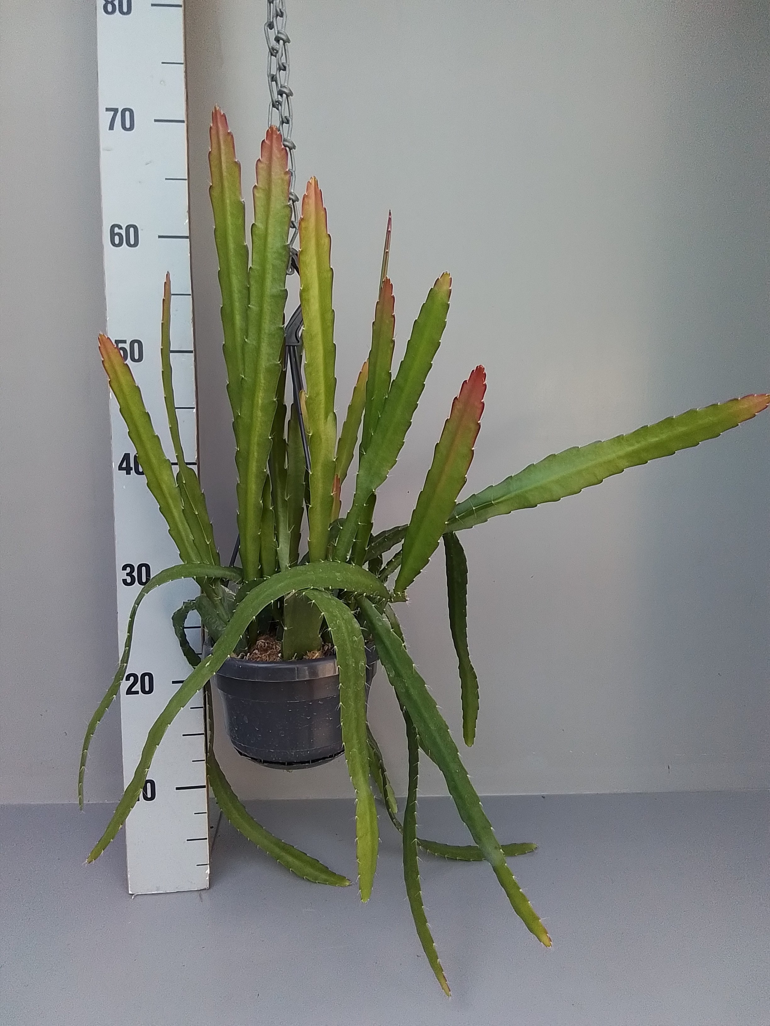 Picture of Epiphyllum Red tip P14 35CM