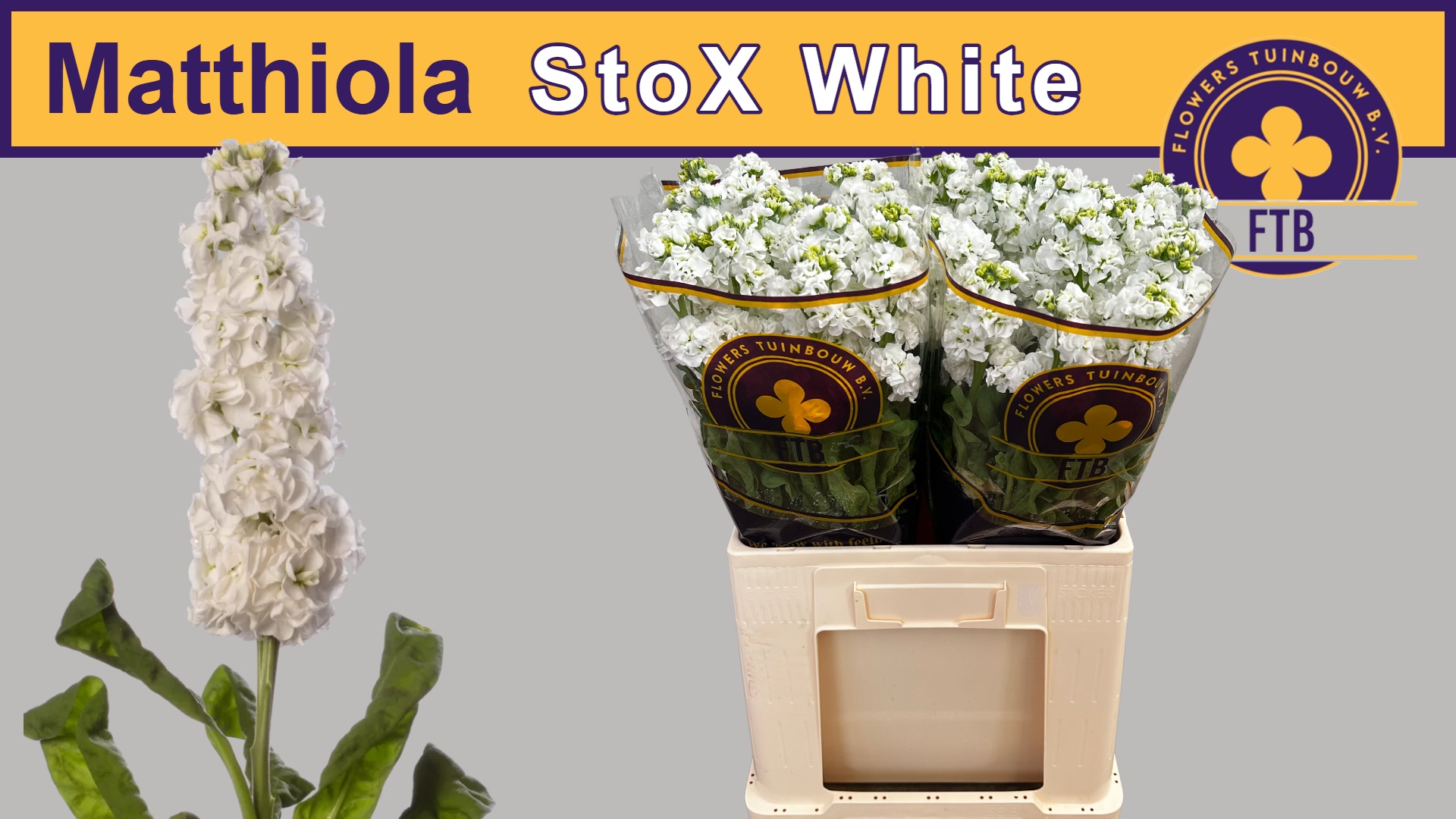 Matthiola Stox White 60cm