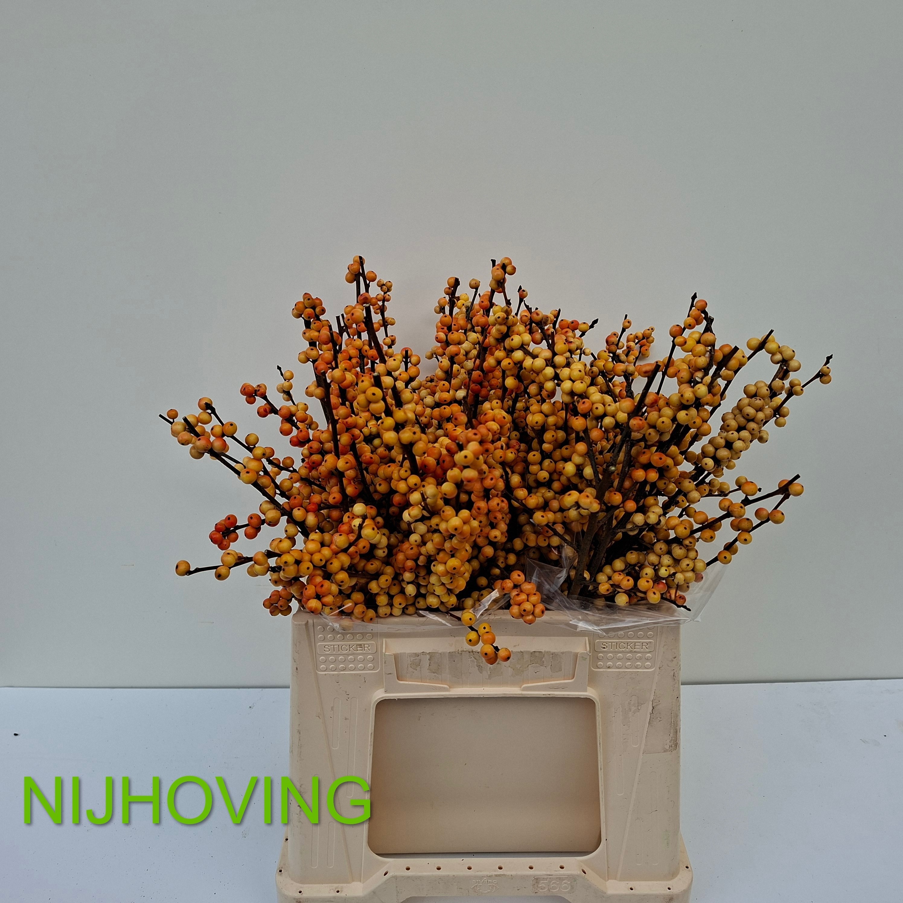 Ilex Gresgold 40cm