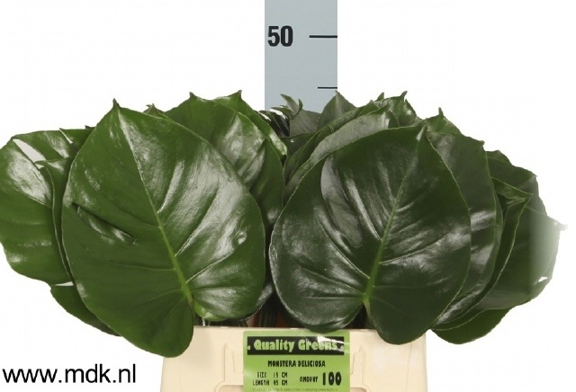 Monstera 45cm