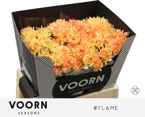 R Tr H Flame