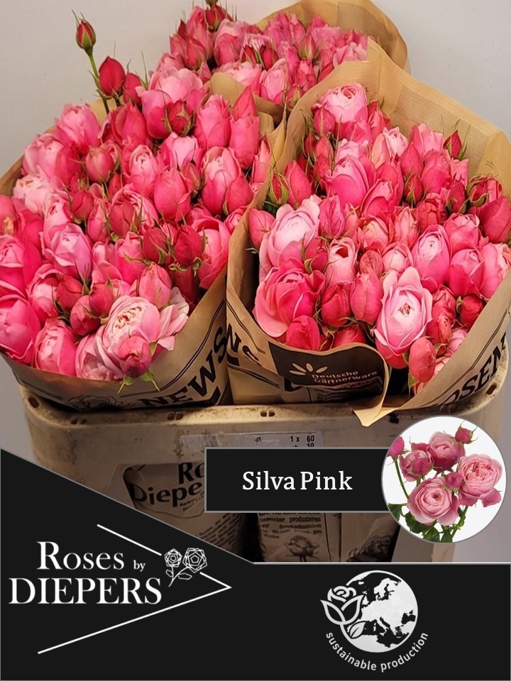 Rosa Spr Silva Pink+ 70cm