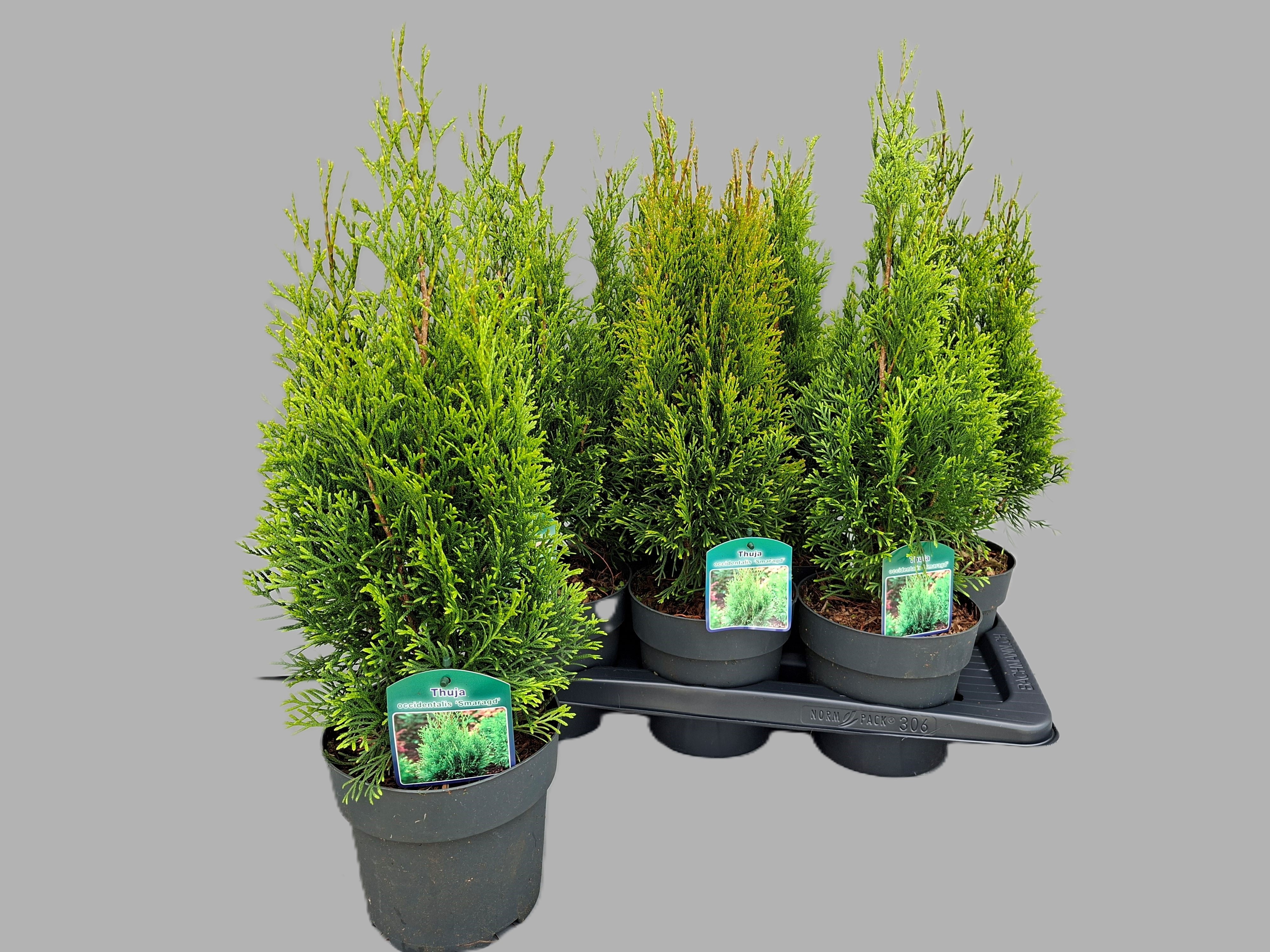 Thuja occ. 'Smaragd' THUJA O SMARAGD | Gardenline
