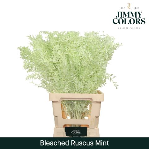 Ruscus Bleached Italy L70 Mint