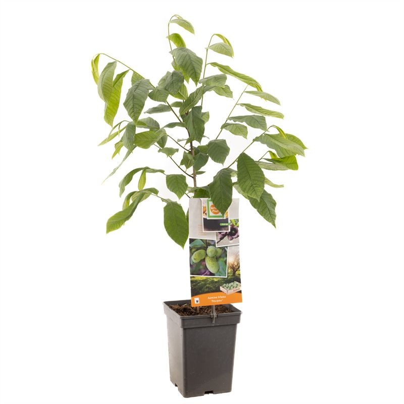 Asimina triloba Pawpaw Pawpaw - spil