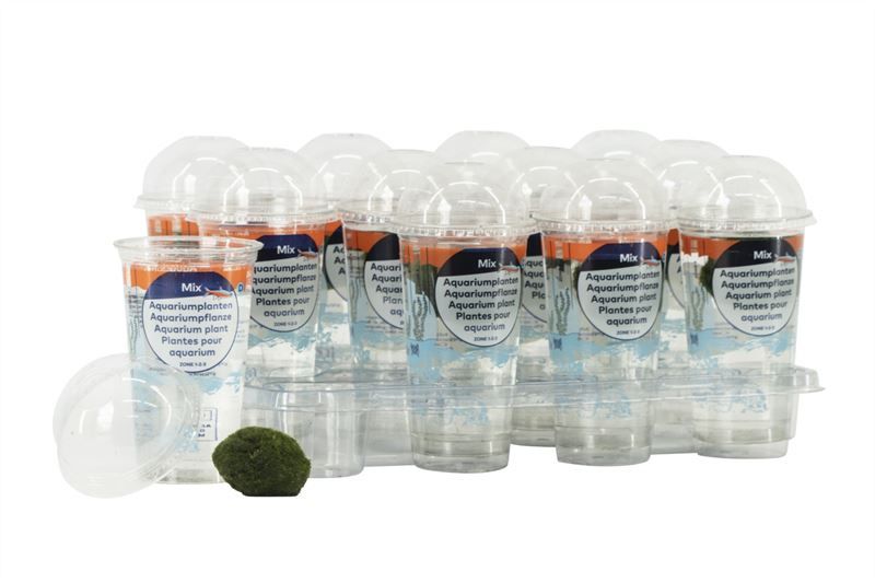 Chladophlora 3- in beker