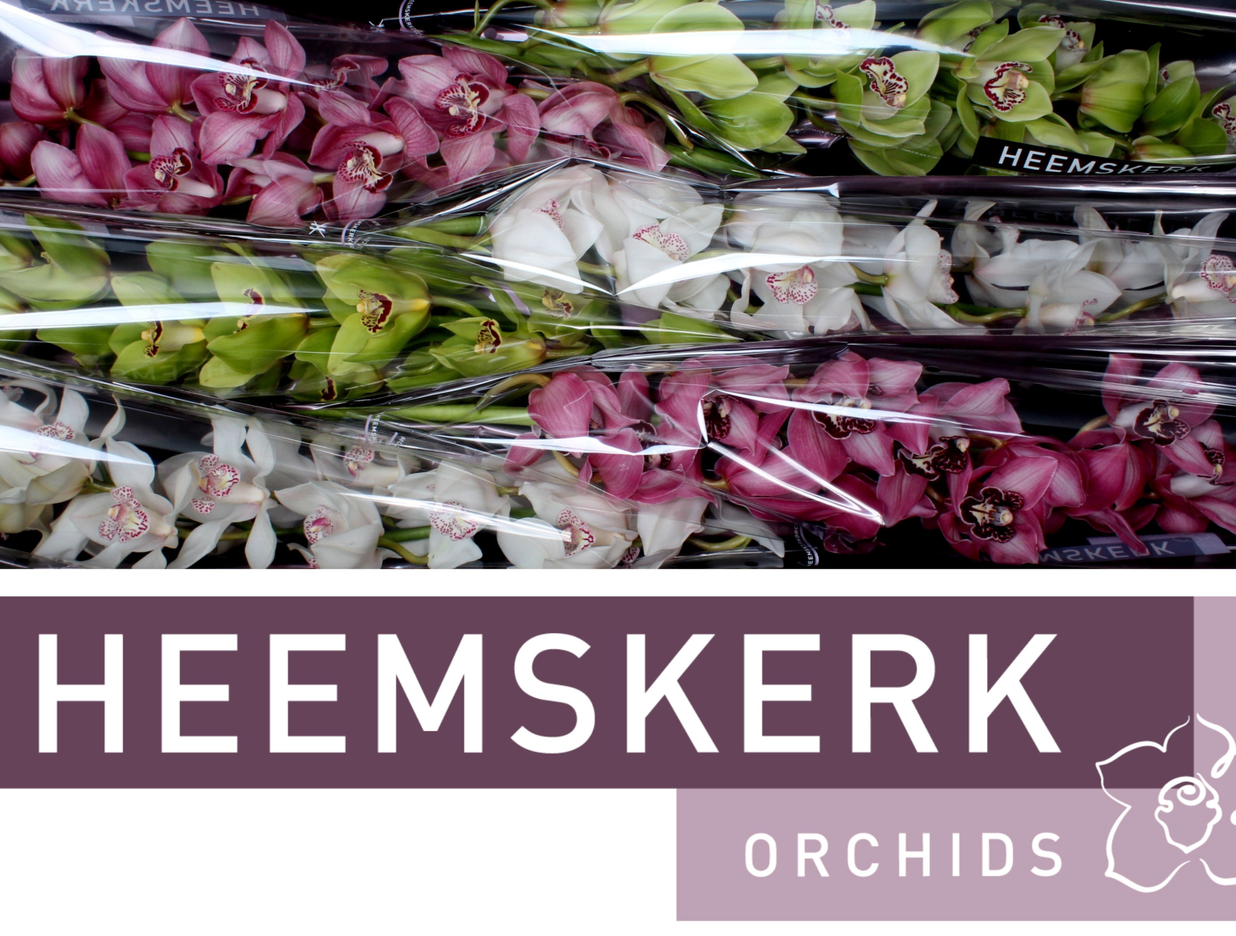Cymbidium Asst 13bl