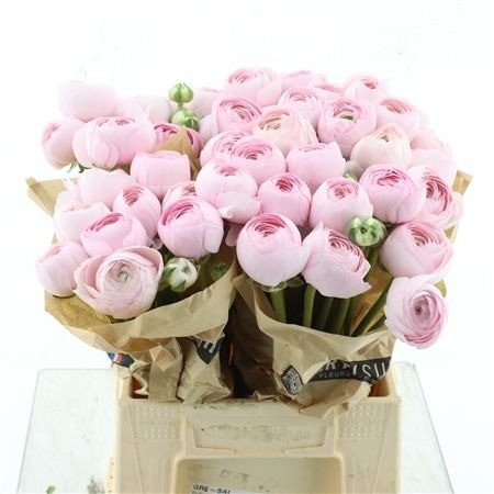 Ranunculus Success Hanoi 40cm
