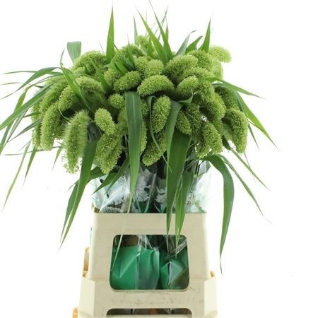 Setaria Italica 80cm