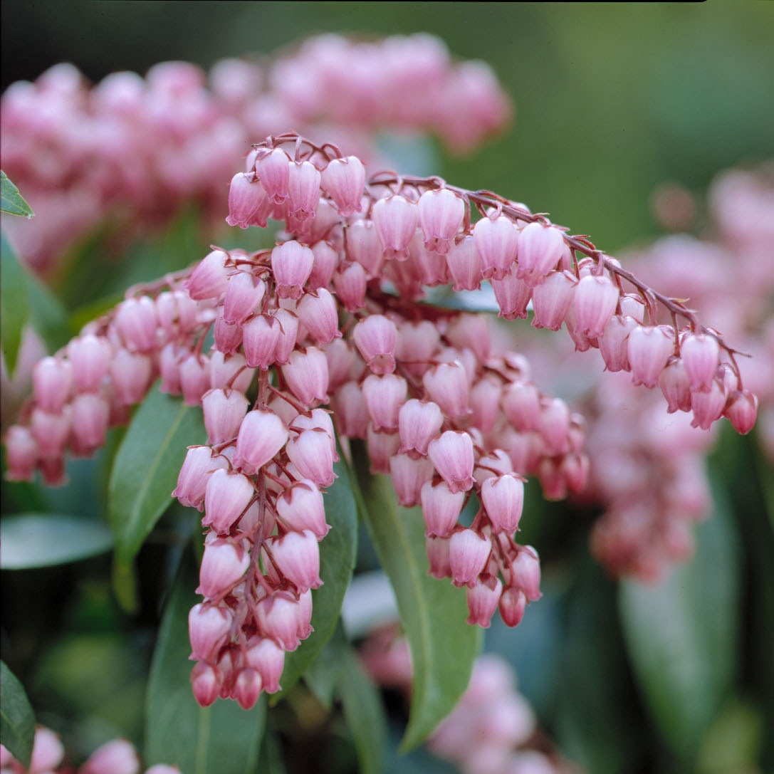 Picture of Pieris jap. ‘Katsura’ PBR