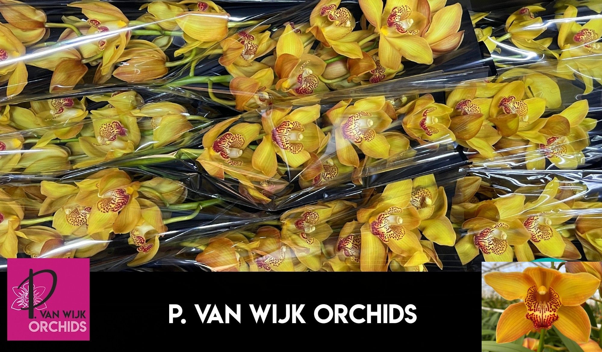 Cymbidium Esther 5/8bl