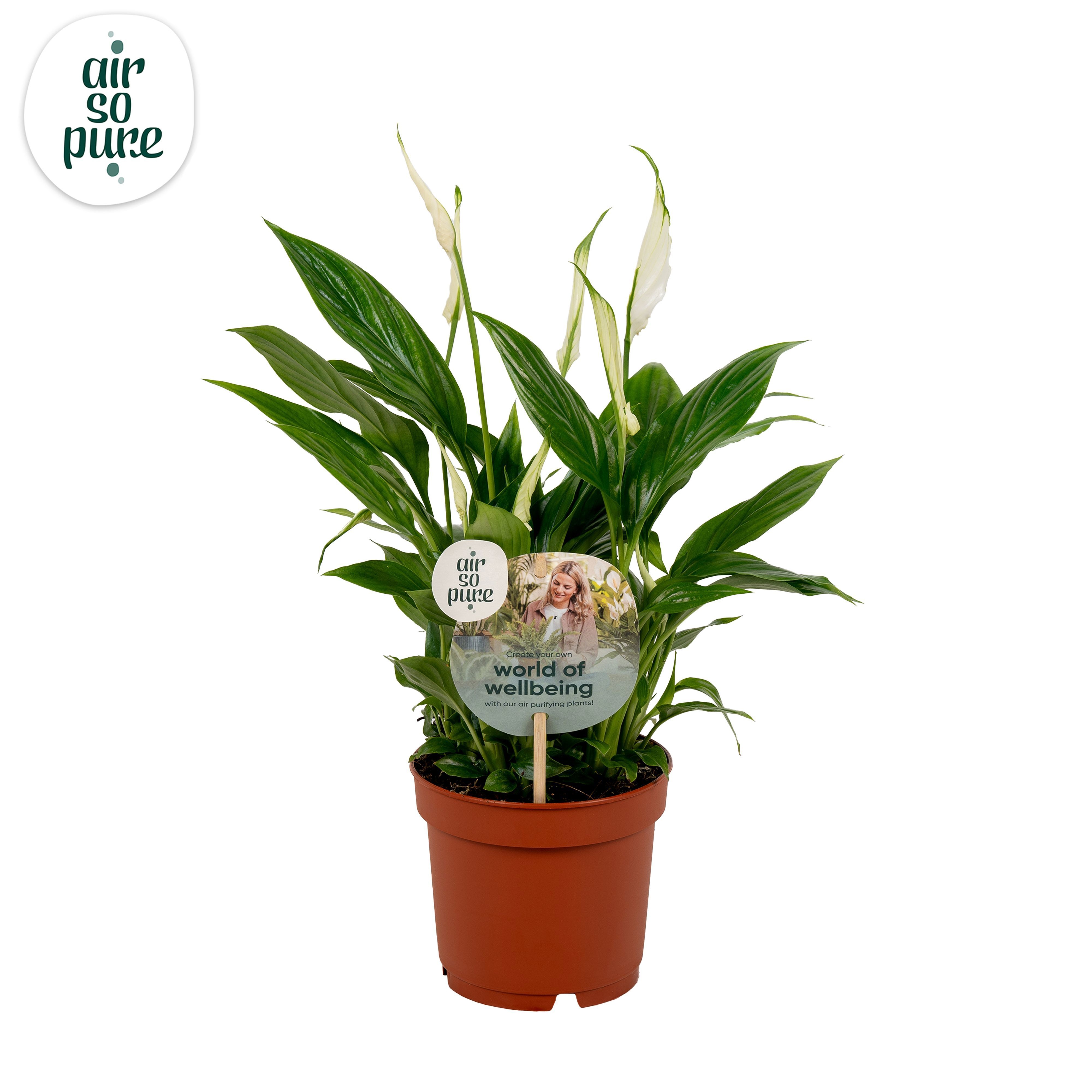 Spathiphyllum Bellini Air so Pure - WOW etiket