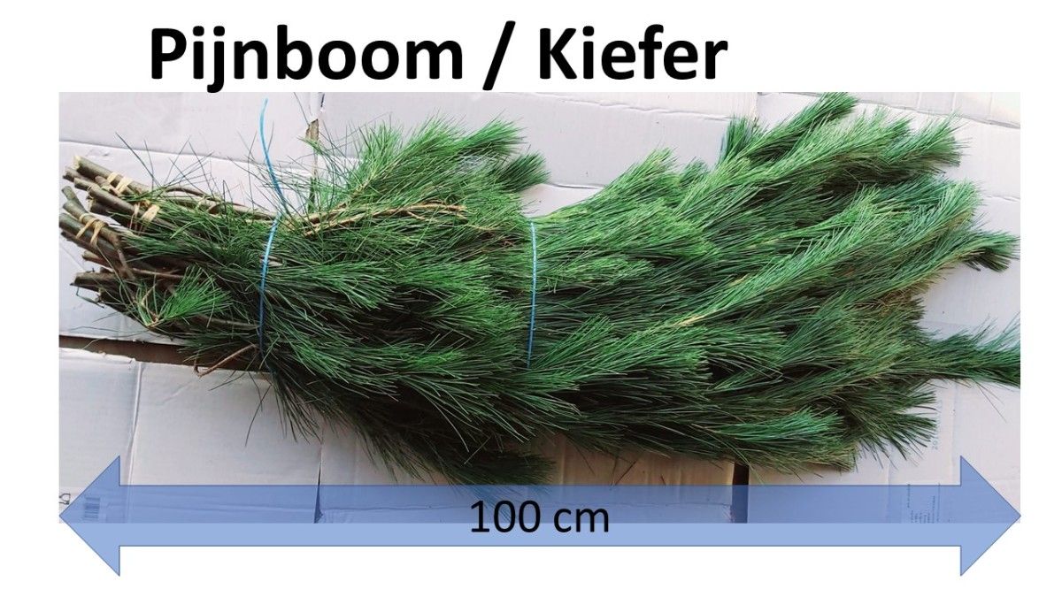 Pinus Strobus
