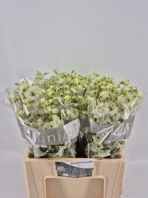 Delphinium Elatum Centurion White 60cm