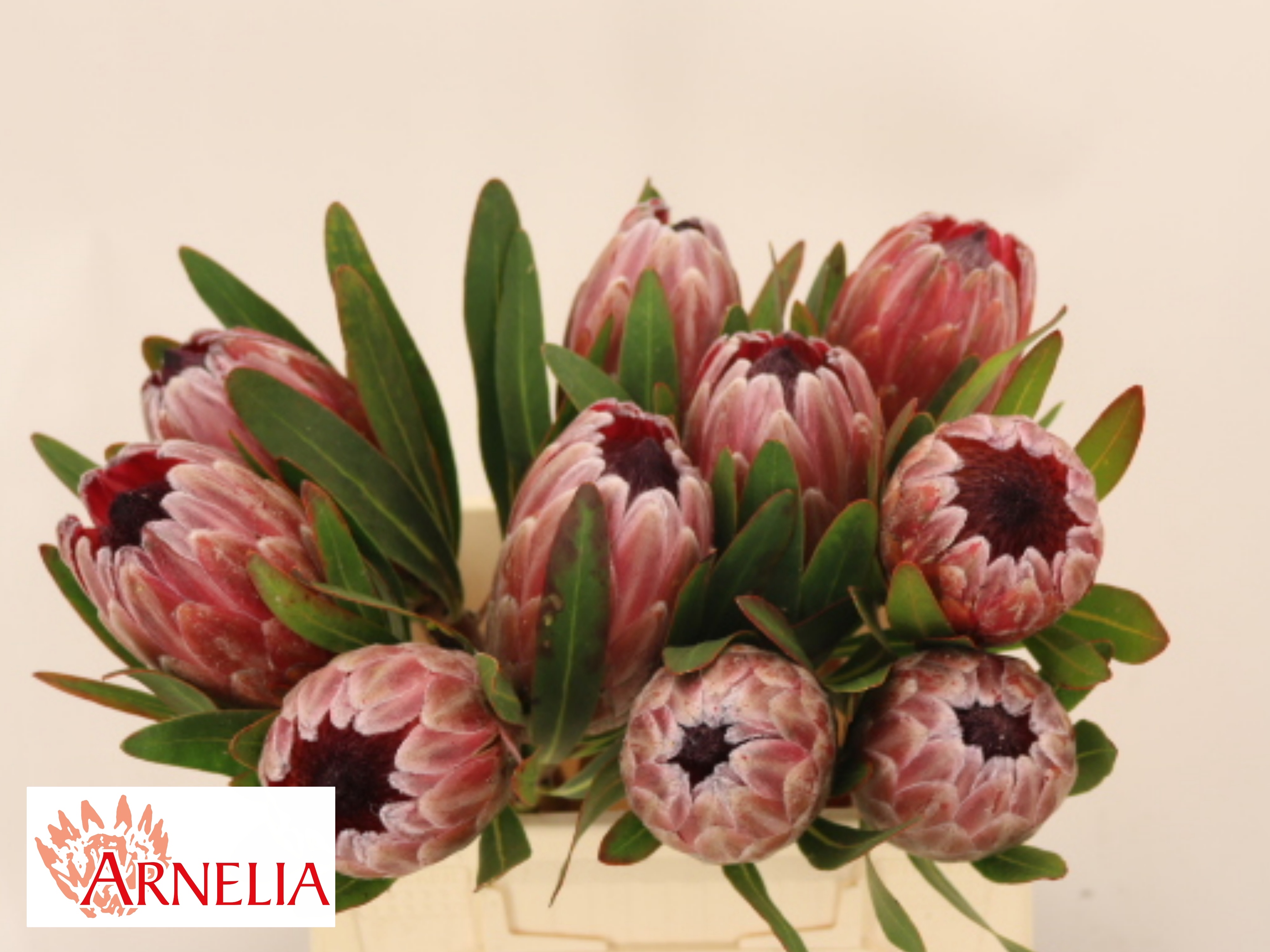 Protea Pink Ice 40cm