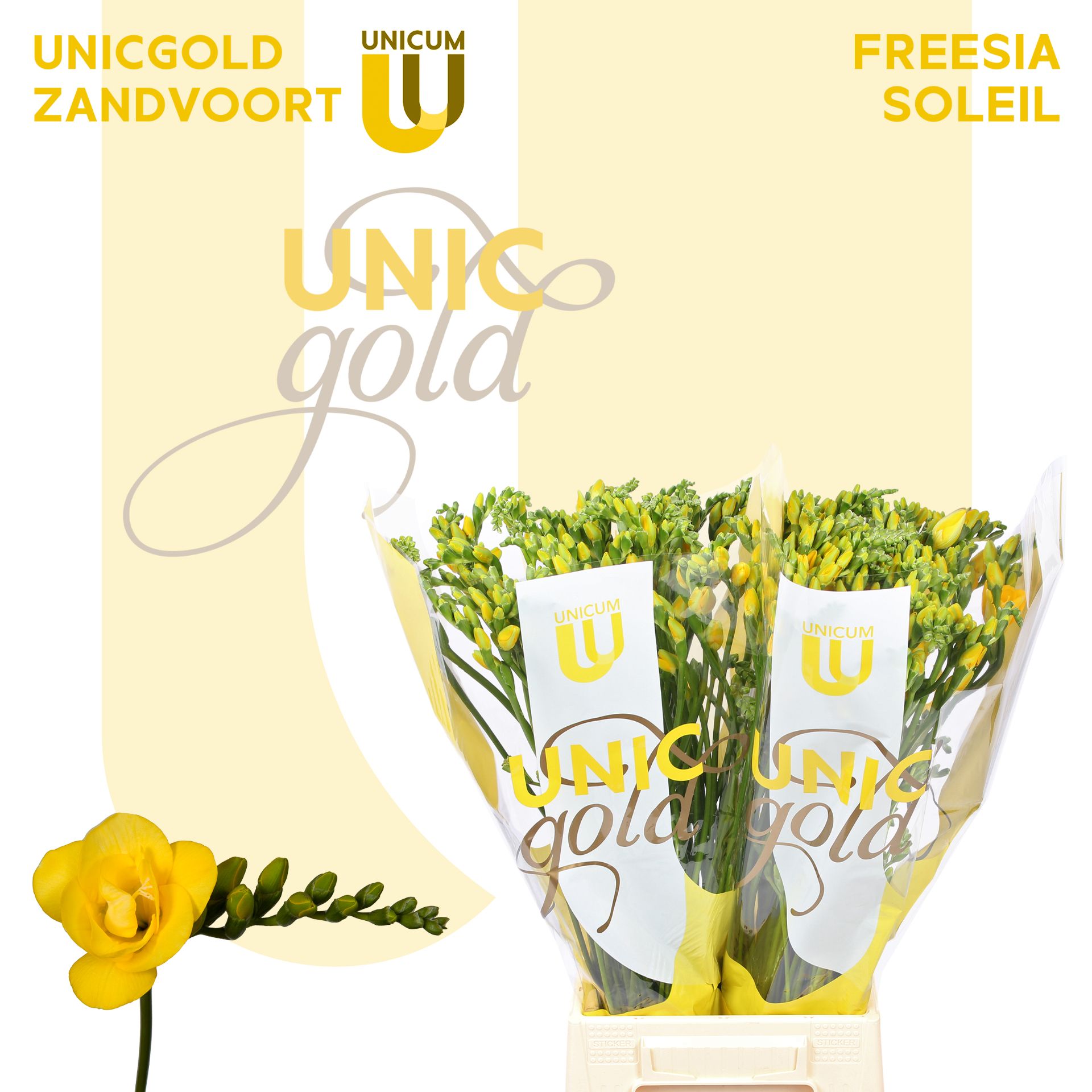 Freesia Double Soleil 18gram