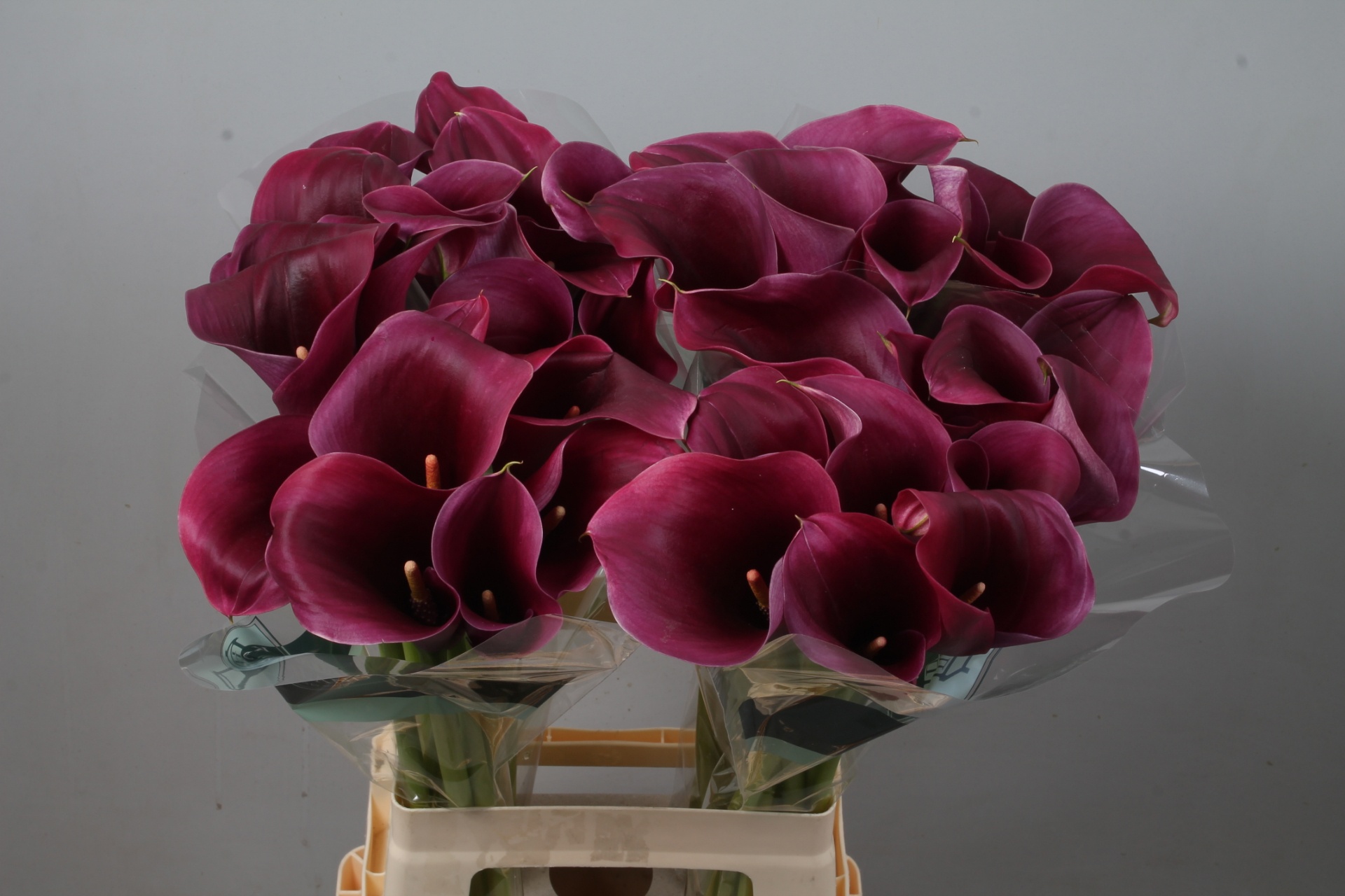 Calla Capt Promise 70cm