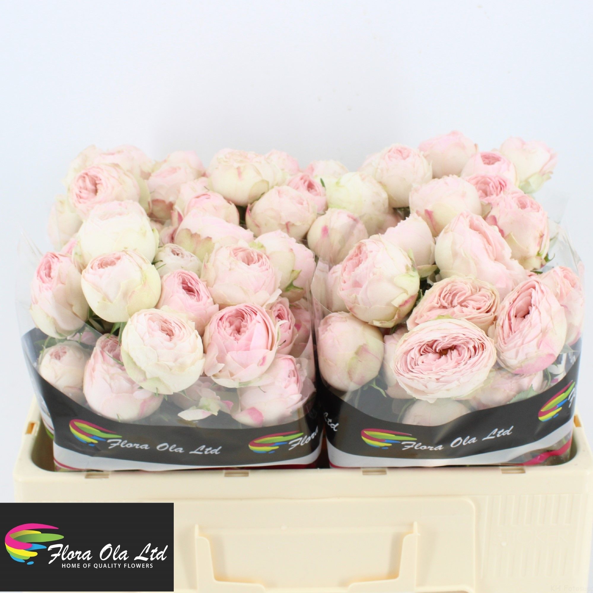Rosa Spray Mansfield Park 50cm