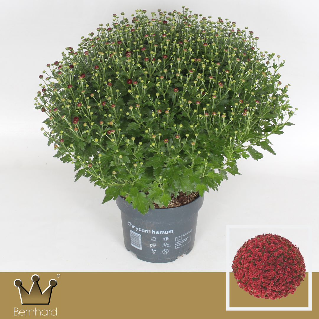 Chrysanthemum (Indicum Grp) 'Jasoda Red'