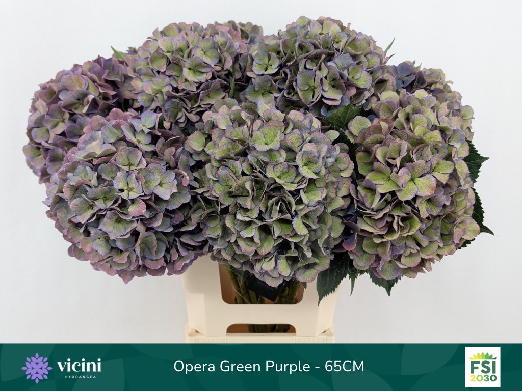 Hydrangea Royal Opera Classic 60cm 21Ø