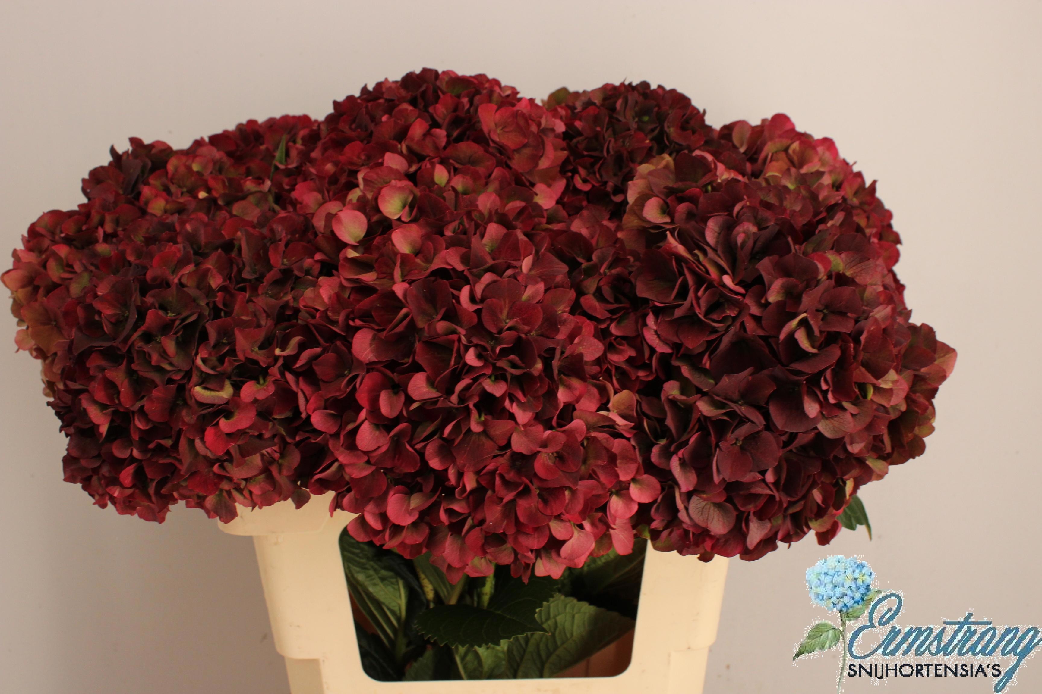 Hydrangea Ruby Pink Classic 60cm 20Ø
