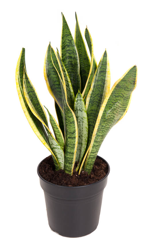 Picture of Sansevieria laurentii P17 55CM