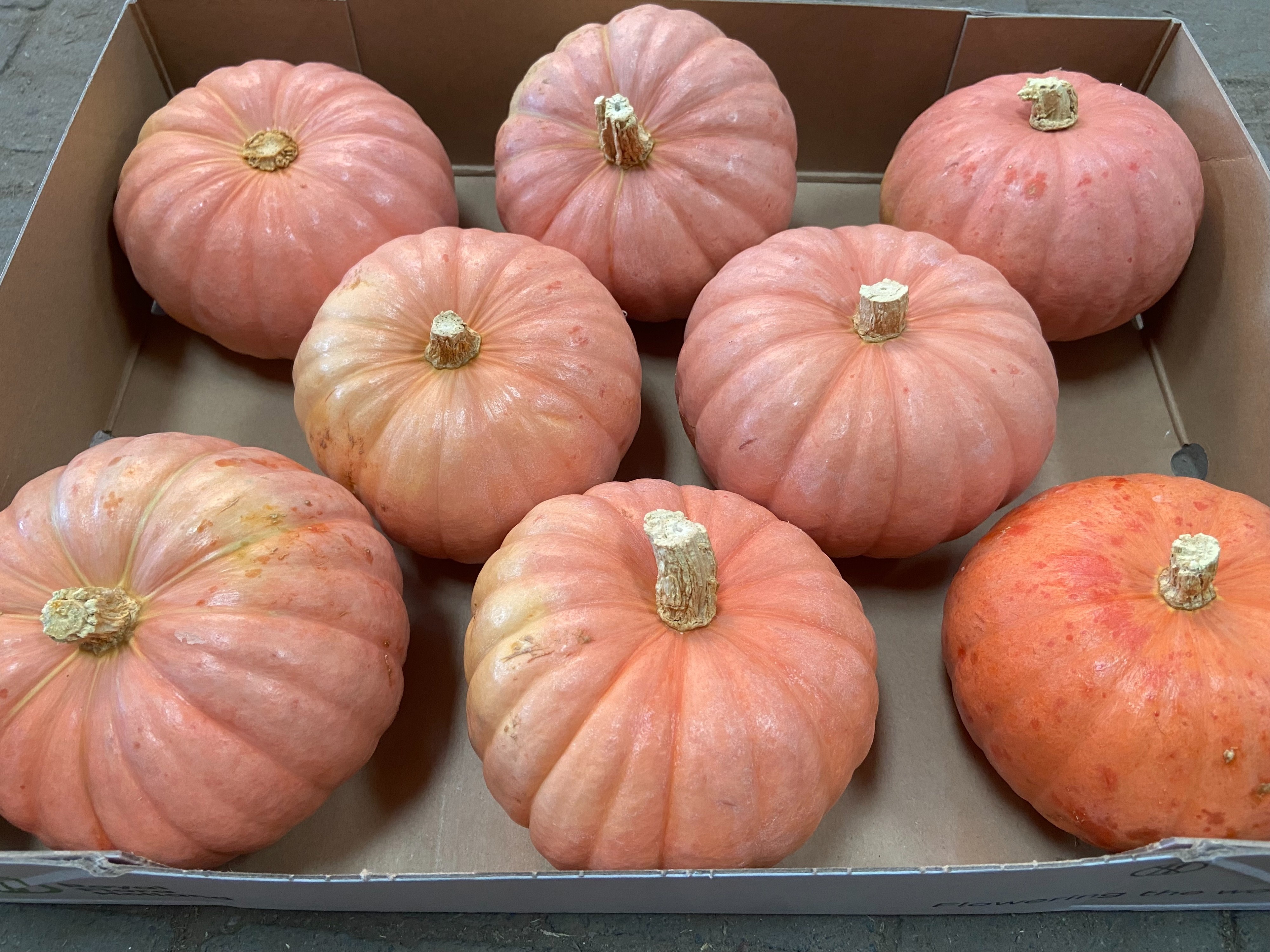 Cucurbita Ov