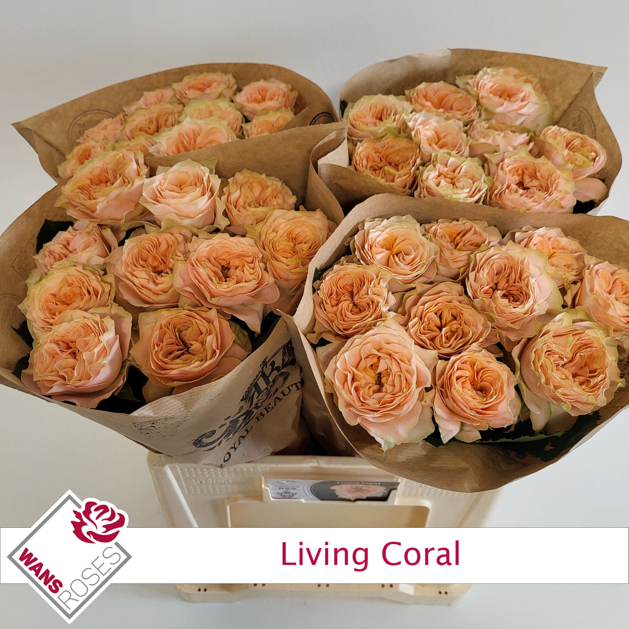 Rosa Garden Living Coral 60cm