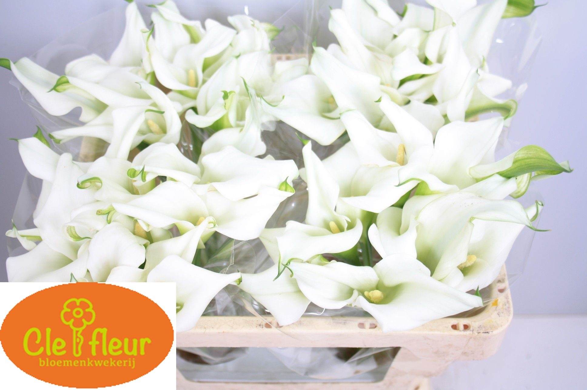 Calla Crystal Blush 50cm