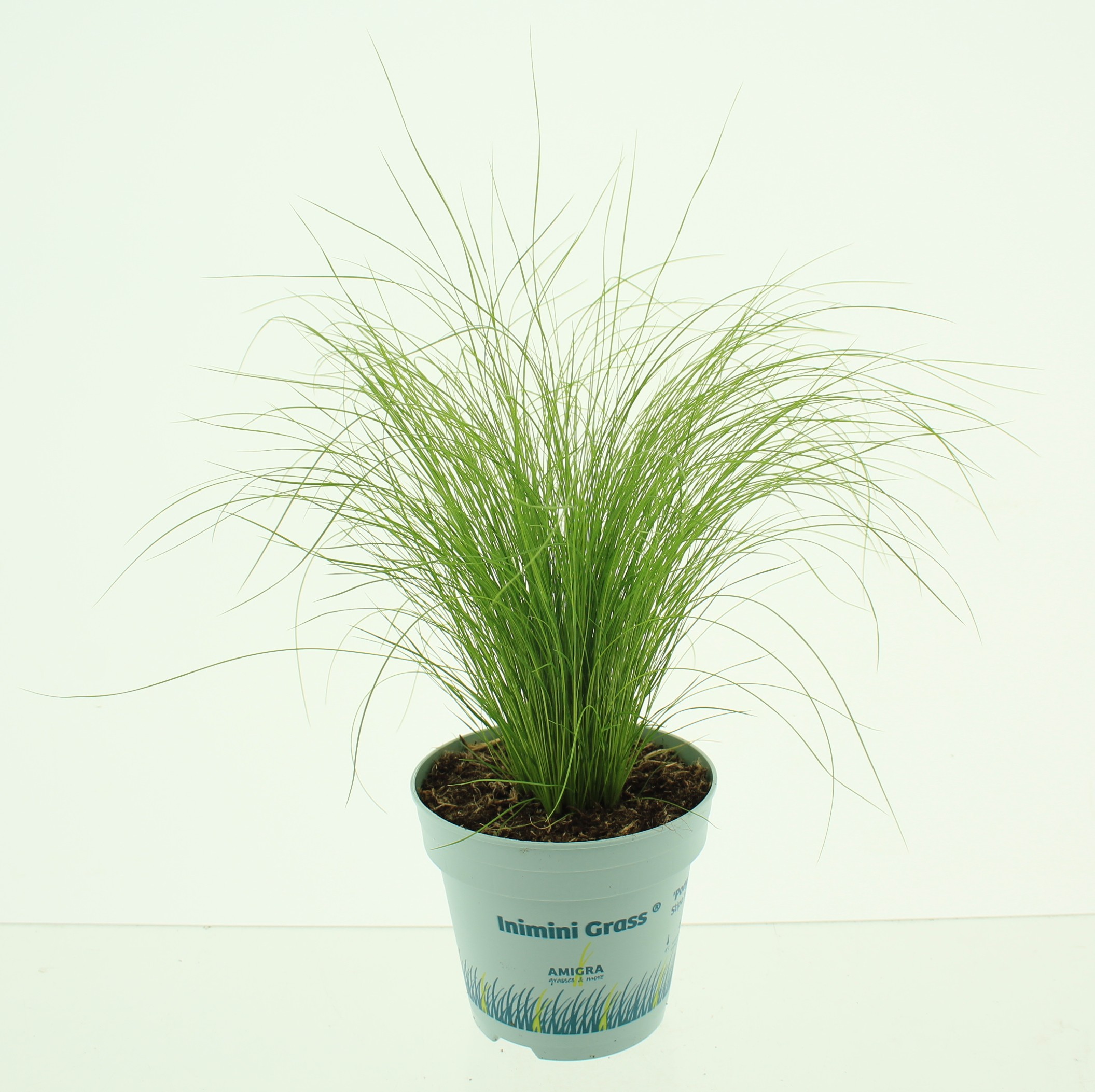 Picture of Stipa tenuifolia 'Ponytails'