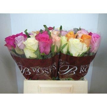Rosa Mixed In Bunch 40cm