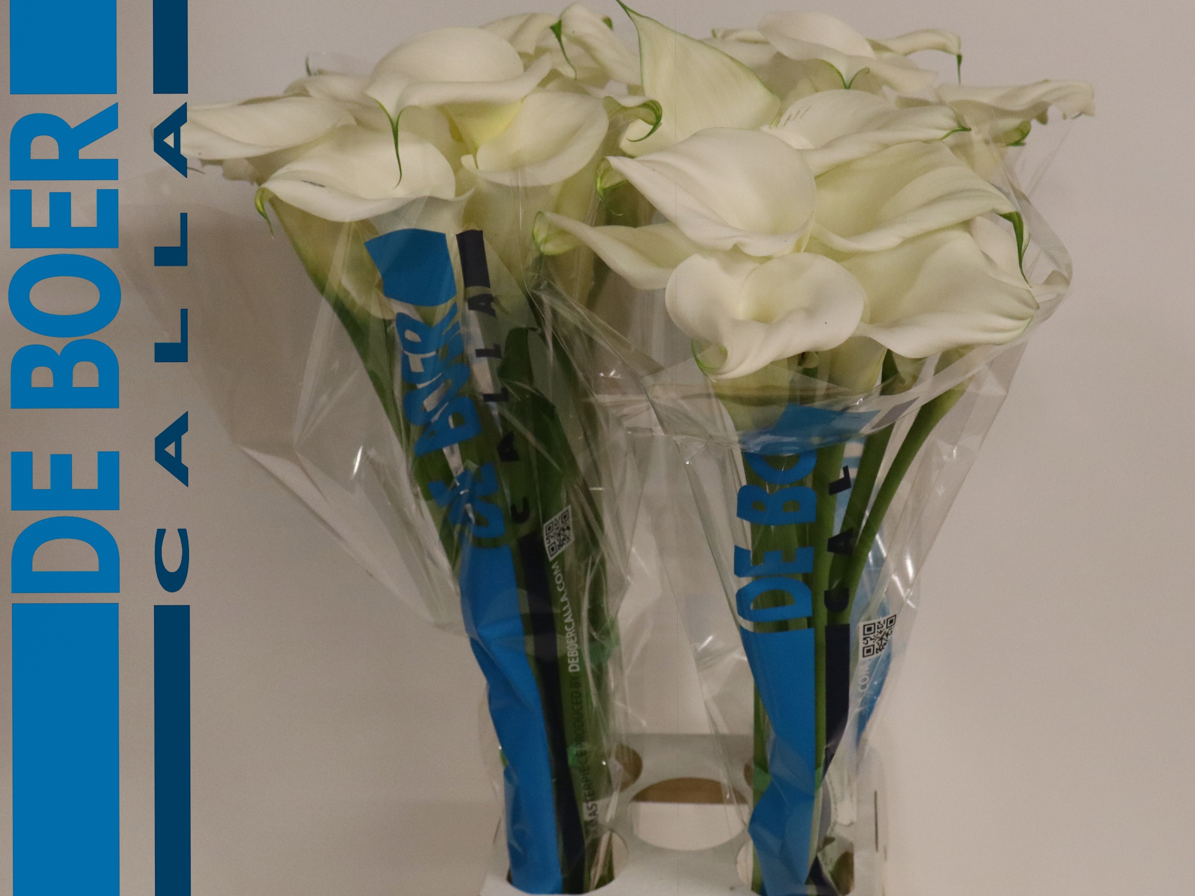 Calla Pure Art 80cm